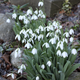 Snowdrops! Spring was here... and then it snowed :-(